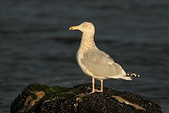 American Herring Gull